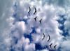 Birds in the Sky by syed noman