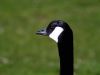 Canadian Goose Portrait by syed noman