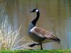 Canadian Goose3(Proud Walk) by syed noman