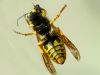 Wasp by syed noman