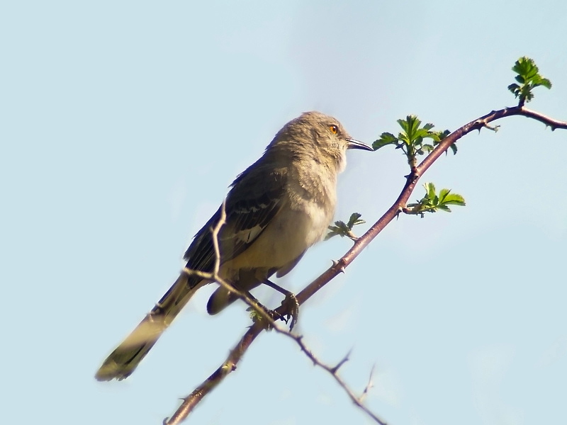 Mocking Bird2