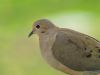 Mourning Dove by syed noman