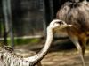 Ostrich by syed noman