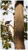 Woodpecker by Natasha SS