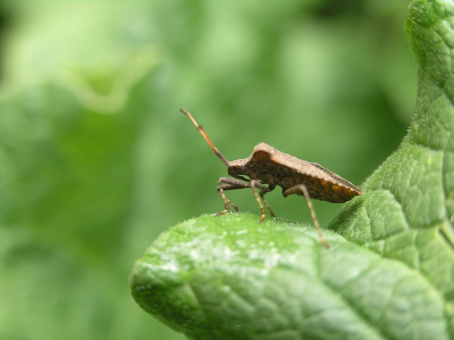 king of the green world