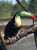 TOUCAN by kirsty bushell