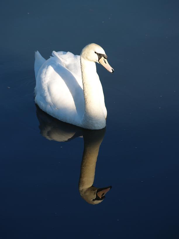 swan 1