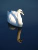 swan 1 by kirsty bushell
