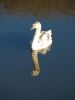 swan 2 by kirsty bushell