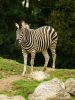 Zebra by kirsty bushell
