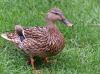 Quackers by kirsty bushell