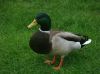Quack Quack by kirsty bushell