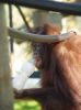 orangutan by kirsty bushell