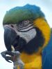 MACAW by kirsty bushell