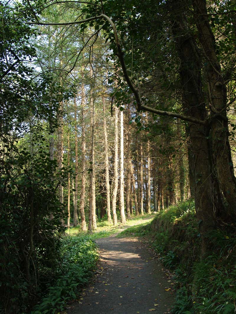 Trees in Port Soderick Glen