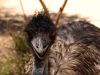 Emu by Arthur Wright