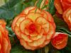 Begonia 2 by Arthur Wright