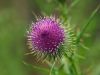 Thistle by Arthur Wright
