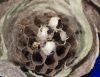 Wasps Nest by Mike Babson