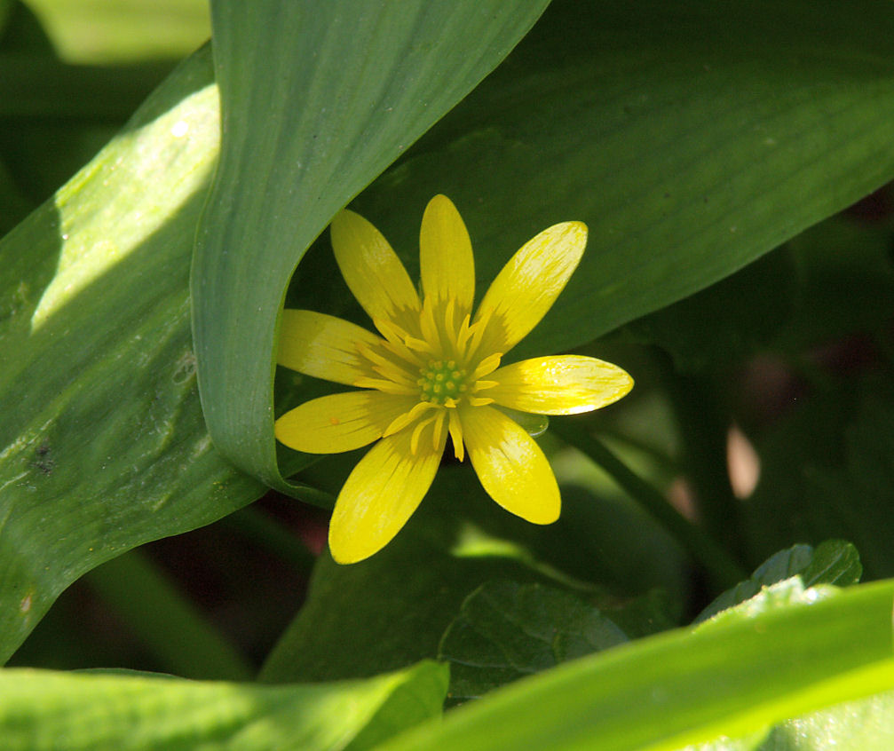 Peeping Celandine