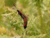 Burnet Moths by Mike Babson