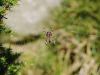 Orb web spider by Mike Babson