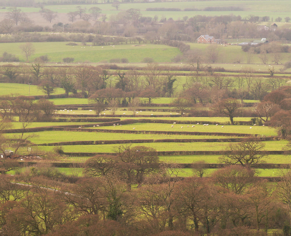 Fields