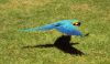 Blue Mackaw in flight, Adelaide zoo