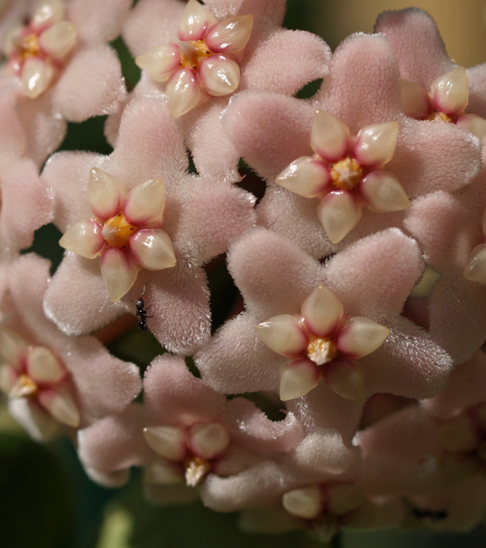 Hoya ... the flower, not the filter.