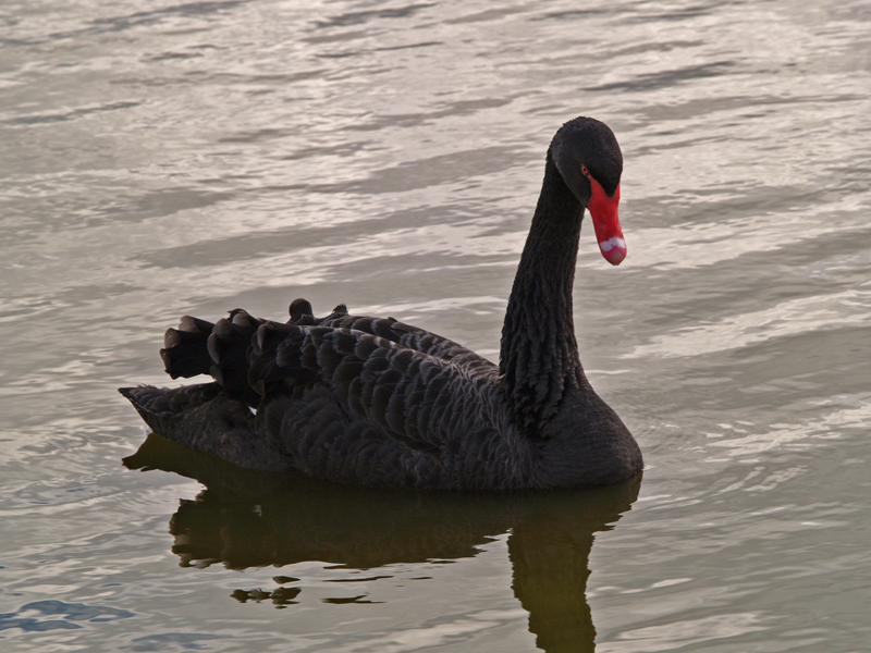 Black Swan 2