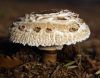 Mushroom on the forest floor by Ingrid Matschke