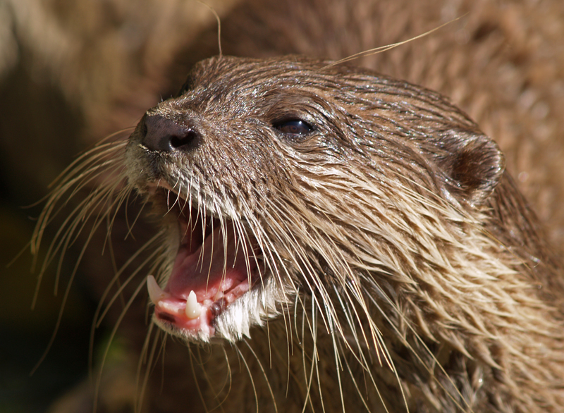 Otter