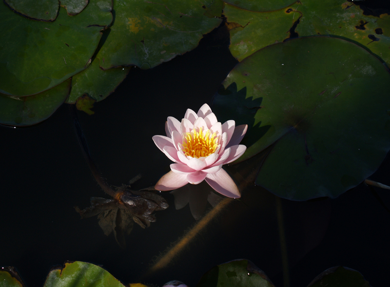 Early morning water lily