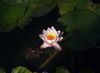 Early morning water lily by Ingrid Matschke