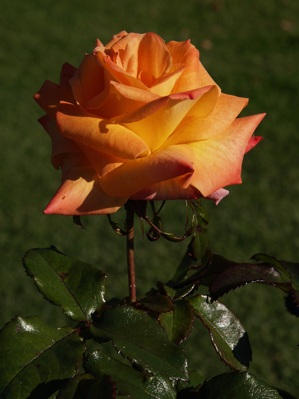 Rose in the winter sun
