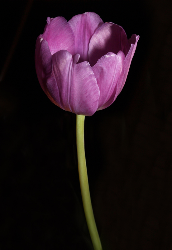 Tulip, lilac