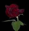 Velvet rose by Ingrid Matschke