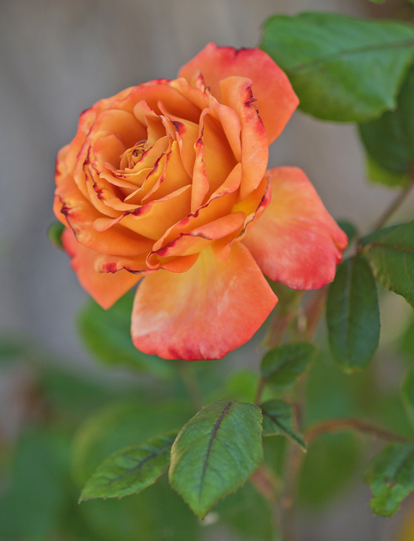 Verigated rose