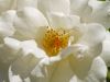 White rose by Ingrid Matschke