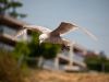 Seagull at Des Moines Marina 1 by Greg Mennegar