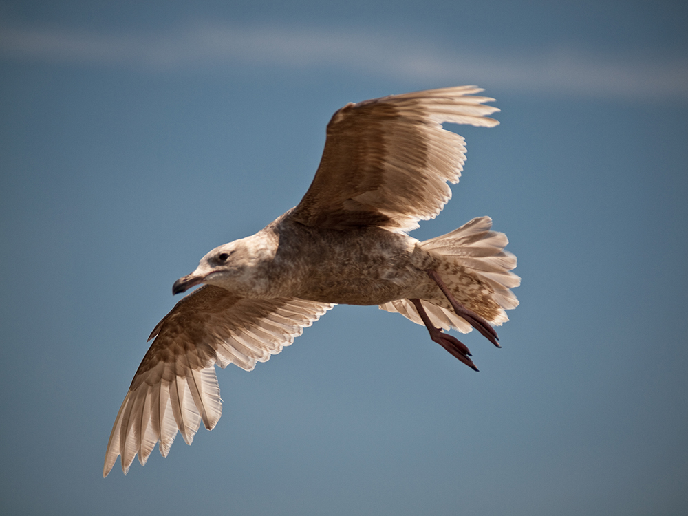 Seagull at Des Moines Marina 2