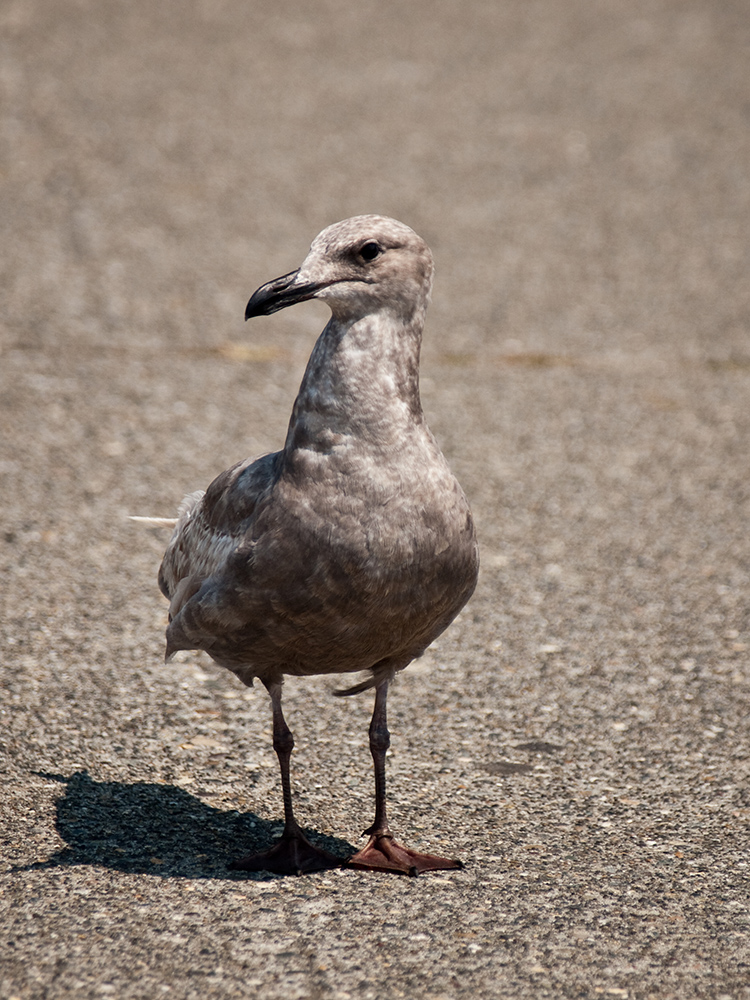 Seagull at Des Moines Marina 3