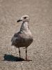 Seagull at Des Moines Marina 3 by Greg Mennegar