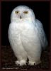 Snowy Owl