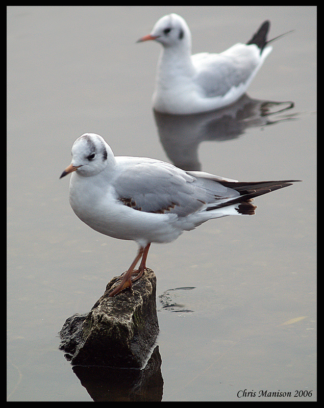 Look ma, I'm the birdman of Alcatraz