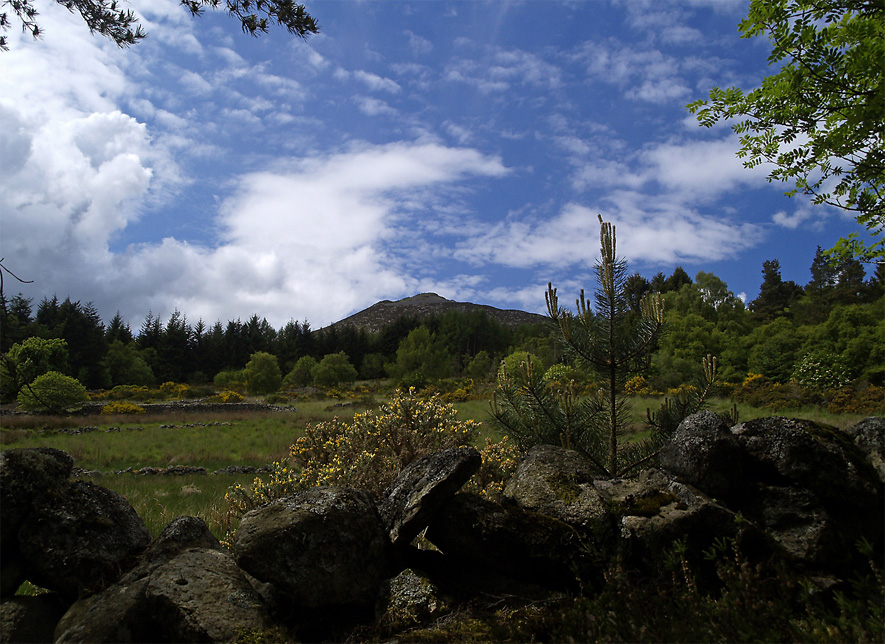 The Bottom of Bennachie