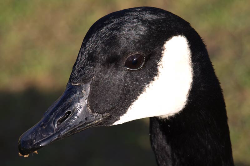 portrait of a canada goose