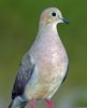 collared dove? by duncan mackie