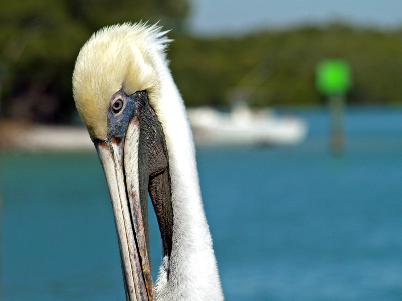 pensive pelican