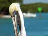 pensive pelican by duncan mackie